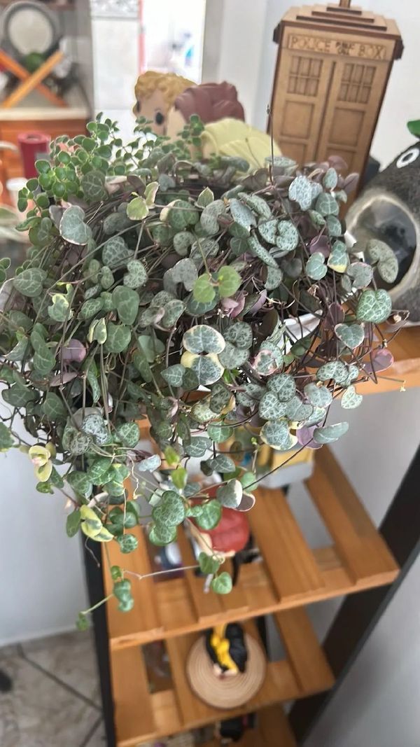 Identificação da planta Coração-emaranhado por foto